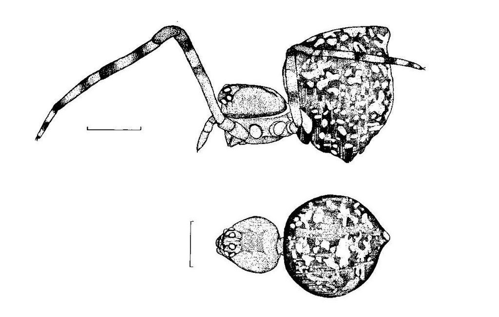 27_1_Achaeridion_conigerum-0.jpg