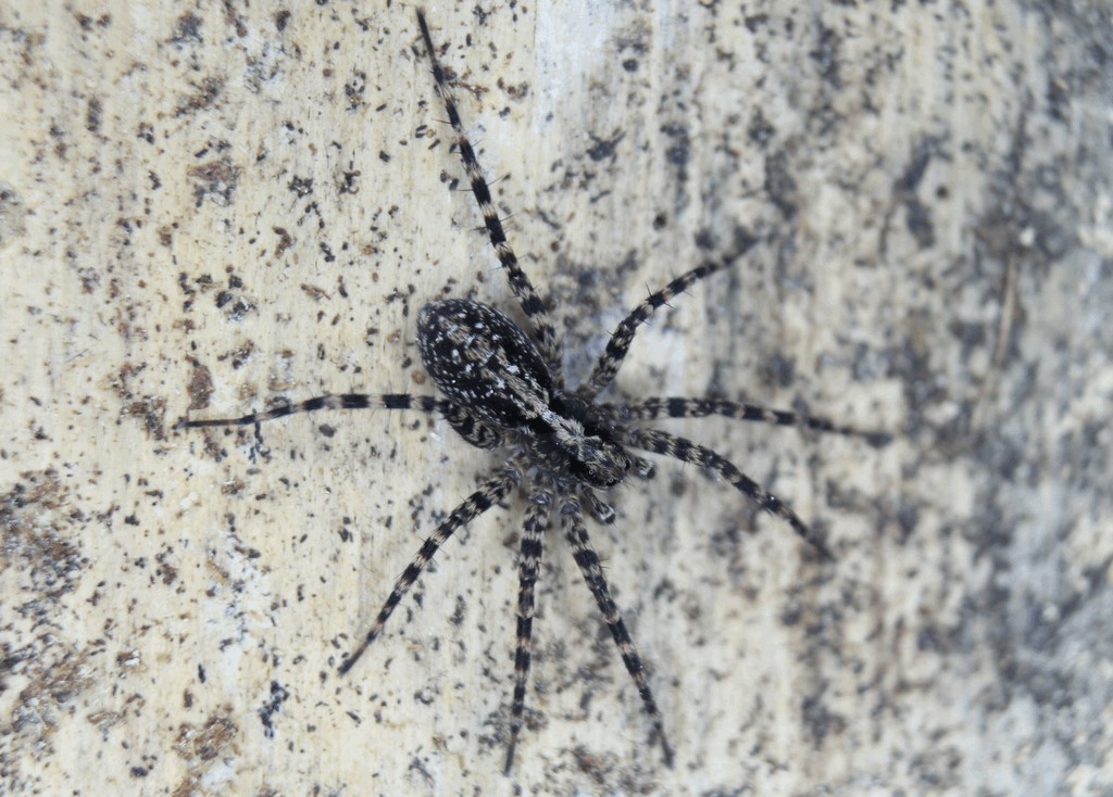Acantholycosa_lignaria-1.jpg