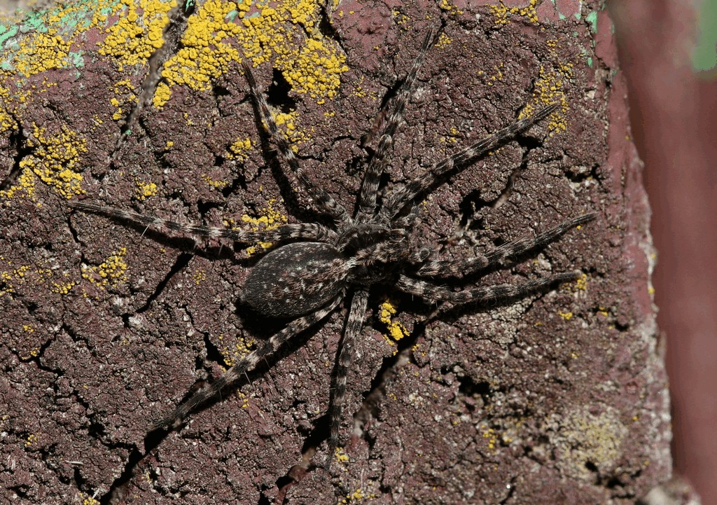Acantholycosa_lignaria-2.jpg