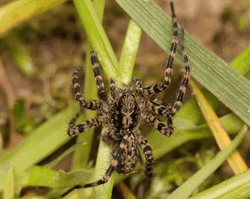 Acantholycosa_lignaria-4.jpg