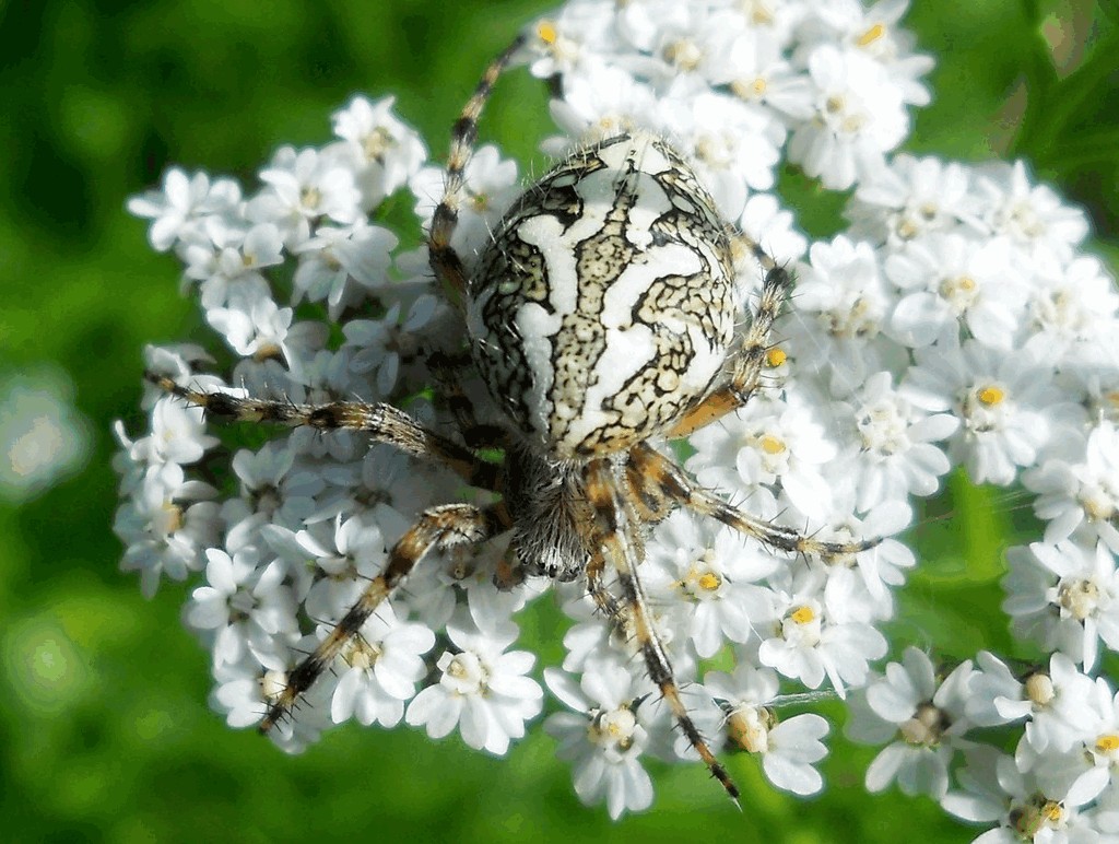 Aculepeira_ceropegia-1.jpg
