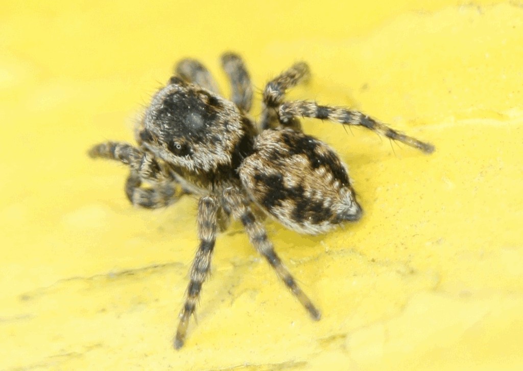 Aelurillus_v-insignitus-2.jpg