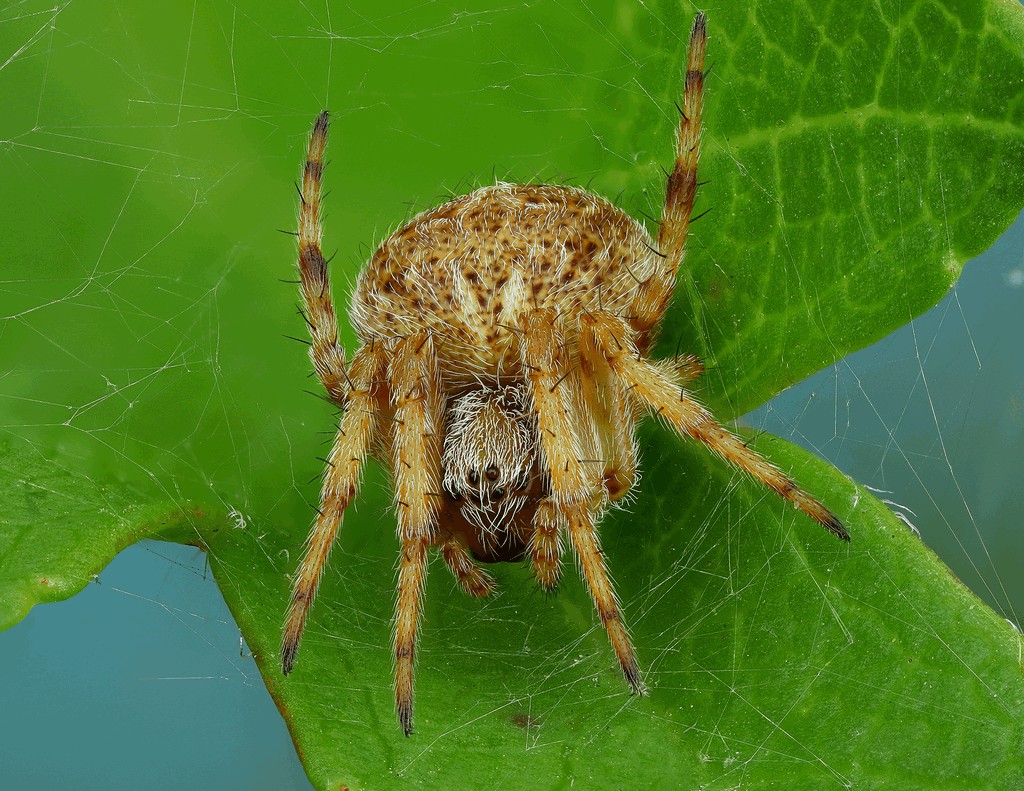 Agalenatea_redii-1.jpg