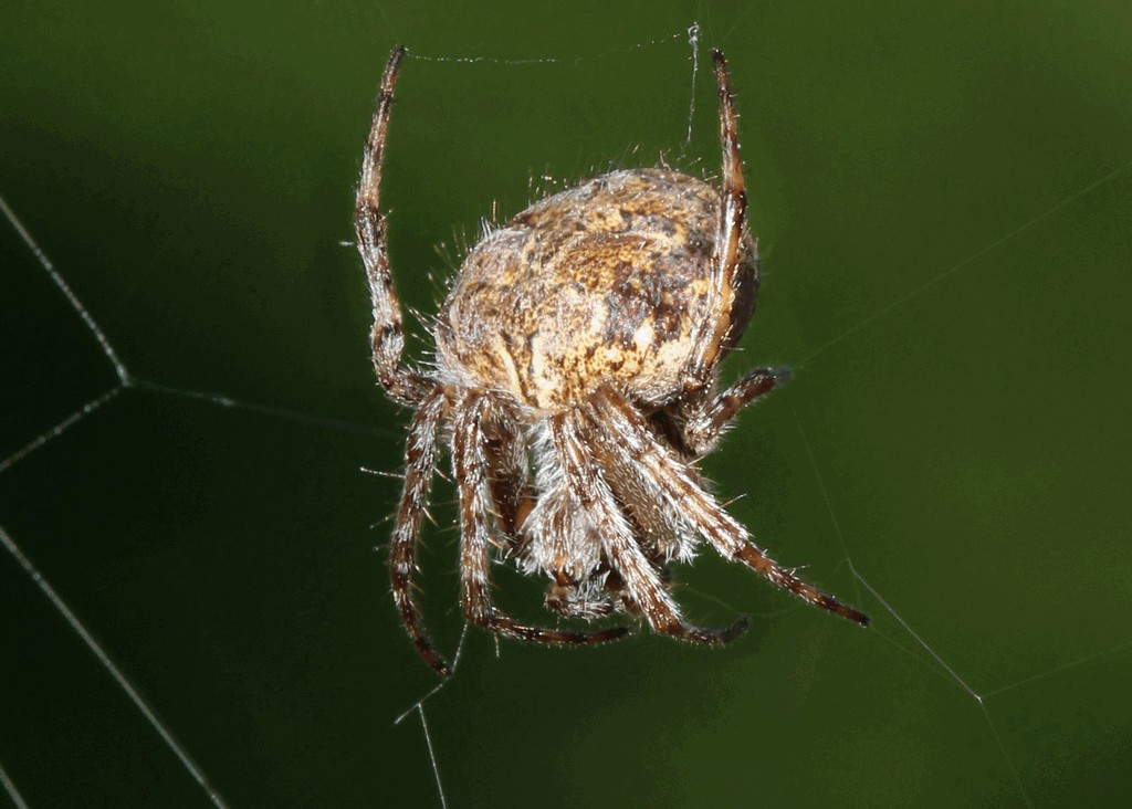 Agalenatea_redii-2.jpg