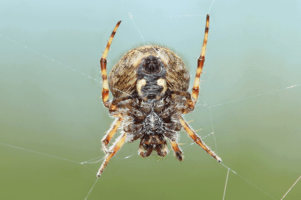 Agalenatea_redii-3.jpg