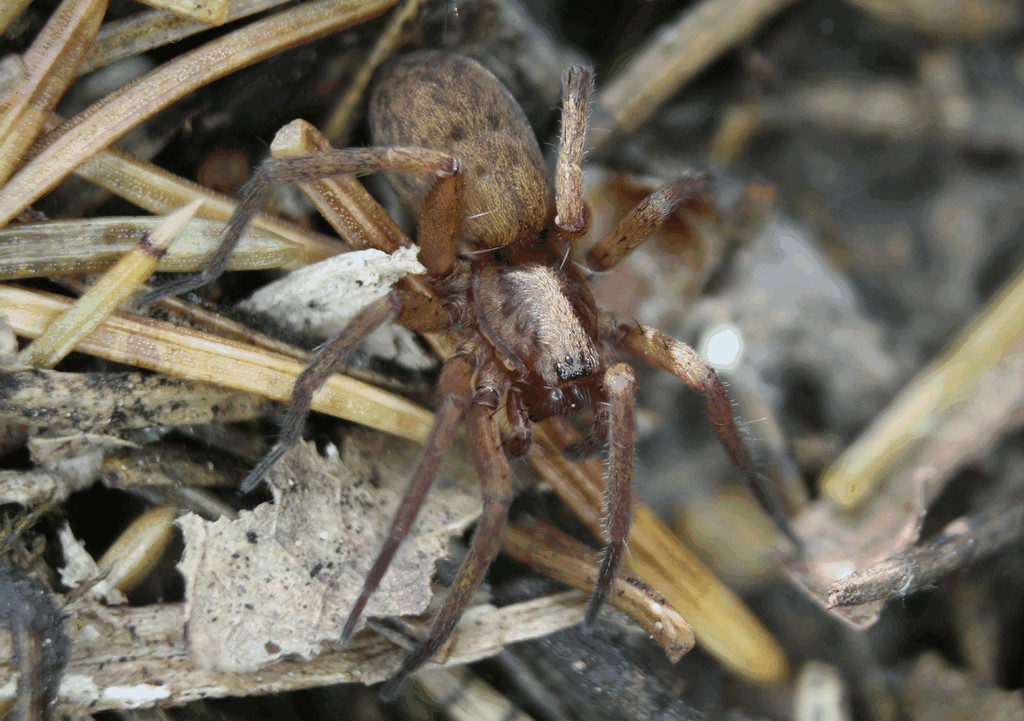 Agroeca_brunnea-1.jpg