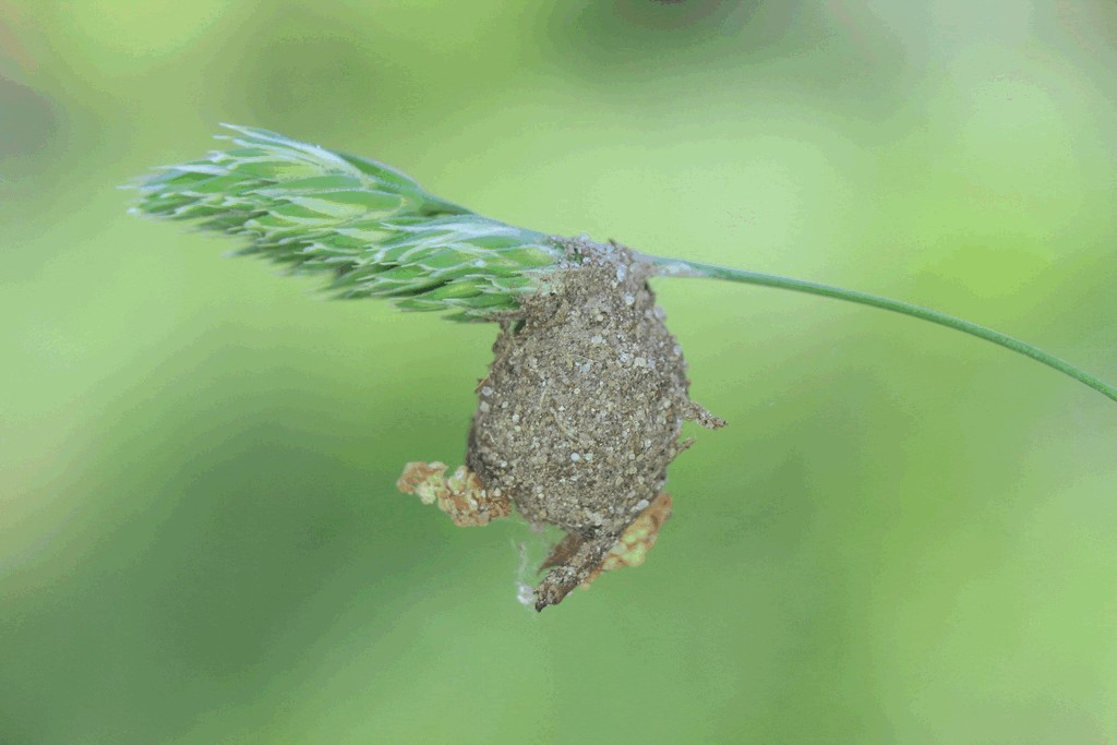Agroeca_brunnea-8.jpg