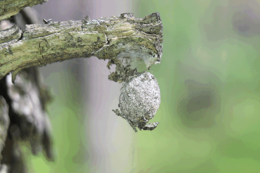 Agroeca_brunnea-8a.jpg