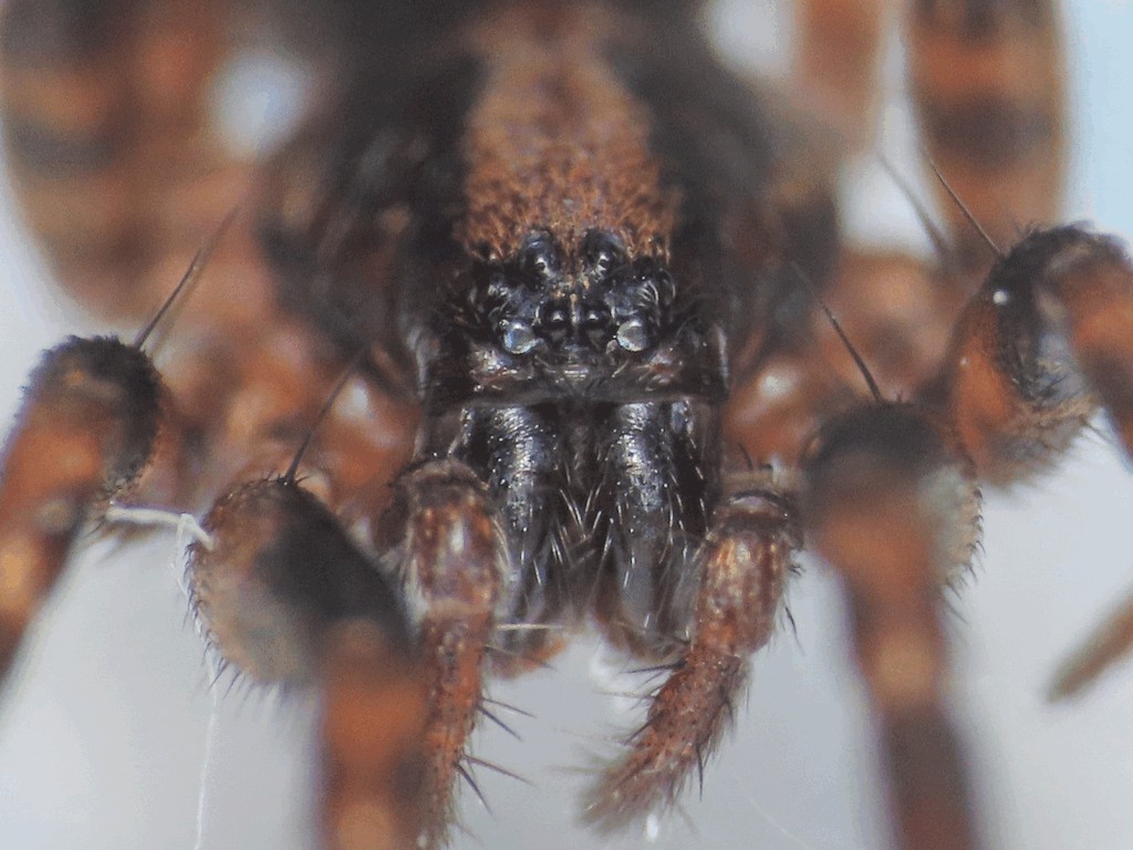Agroeca_cuprea-2a.jpg