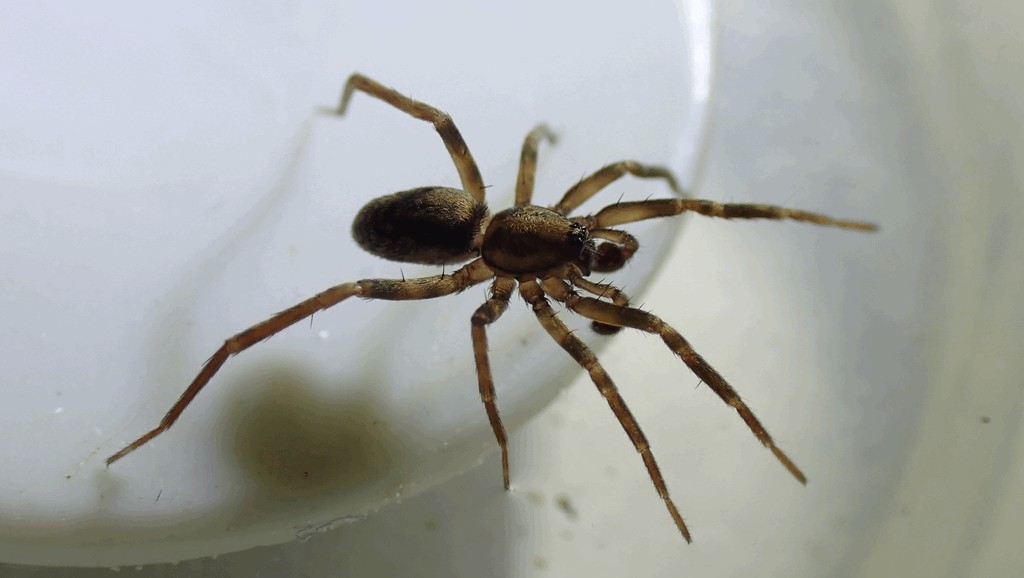 Agroeca_cuprea-3.jpg