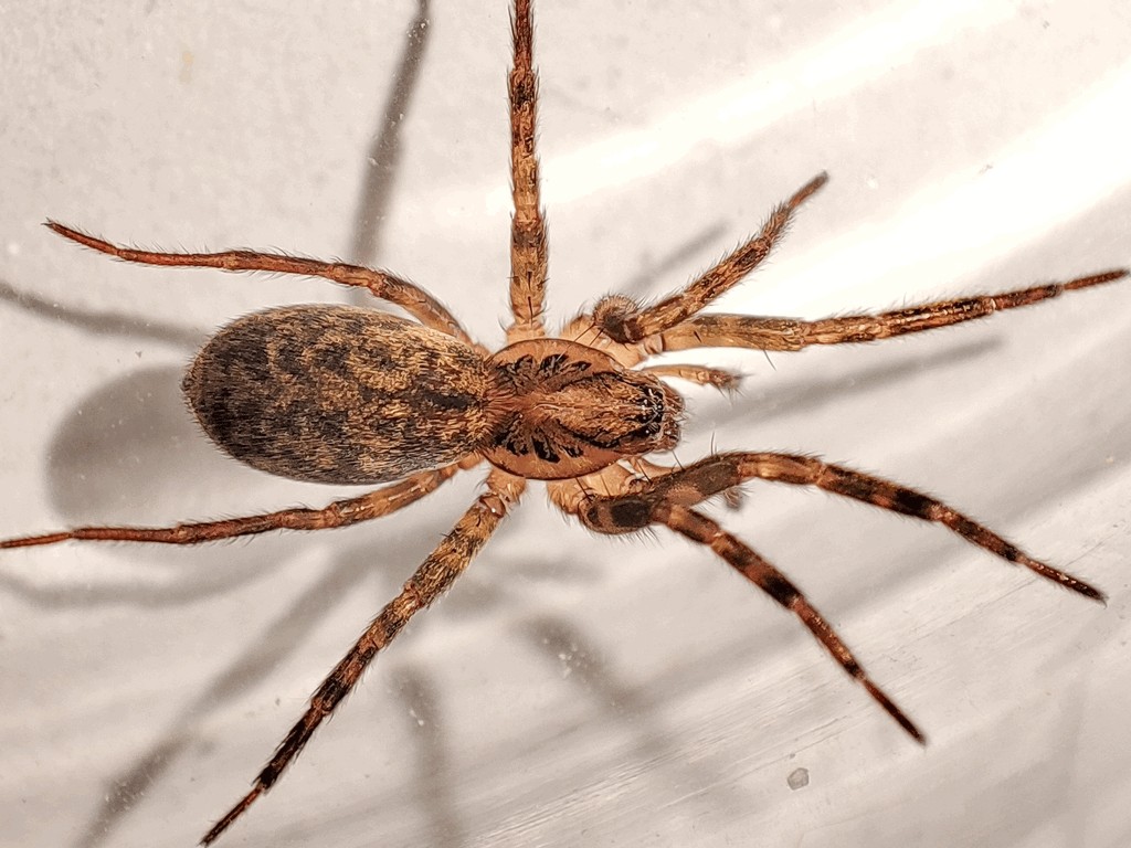 Agroeca_lusatica-0.jpg