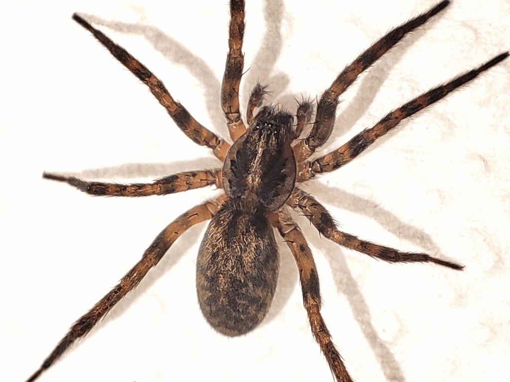 Agroeca_lusatica-1.jpg
