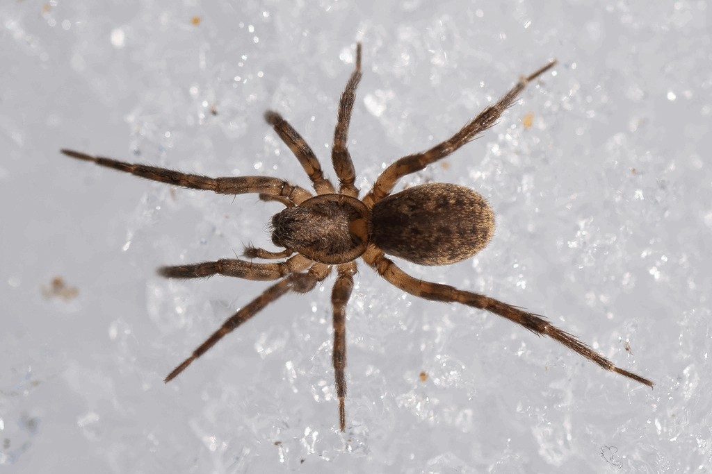 Agroeca_lusatica-2.jpg