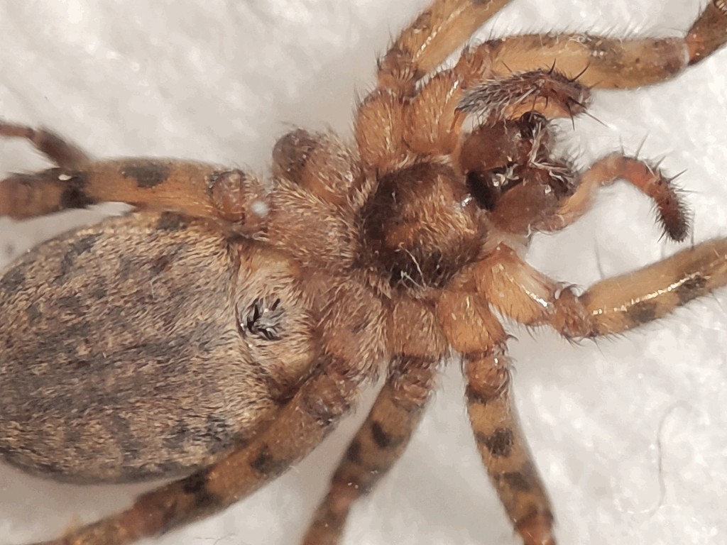 Agroeca_lusatica-3.jpg