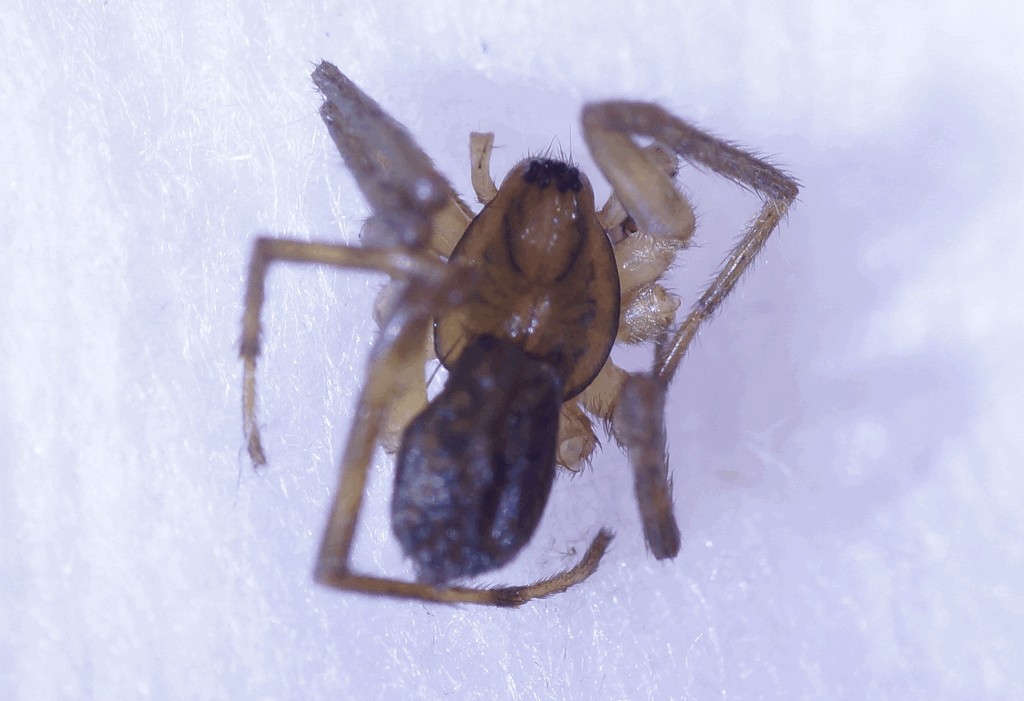 Agroeca_makarovae-1.jpg