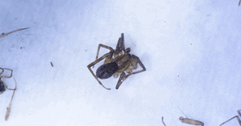 Agroeca_makarovae-2.jpg