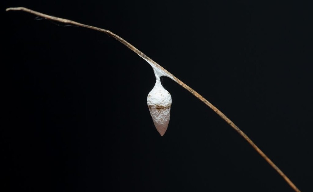 Agroeca_proxima-4.jpg