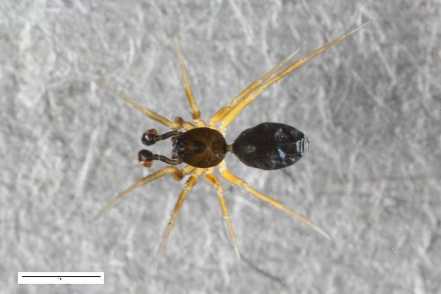 Agyneta_affinis-1.jpg