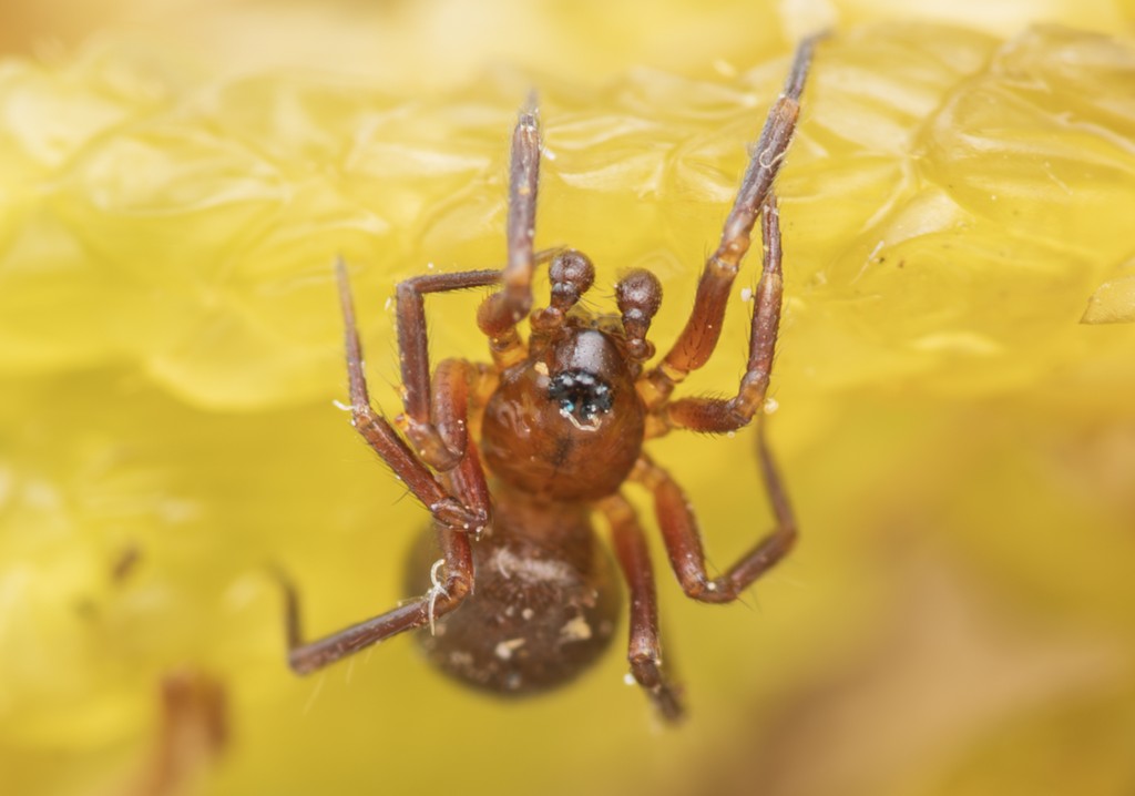 Agyneta_cauta-1.jpg