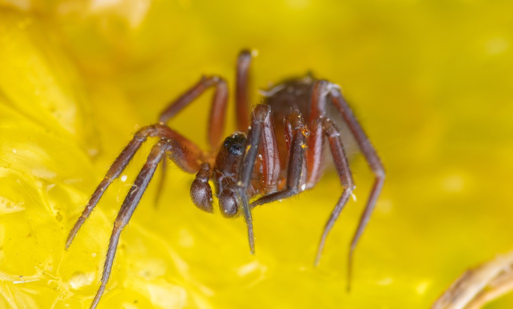 Agyneta_cauta-2.jpg
