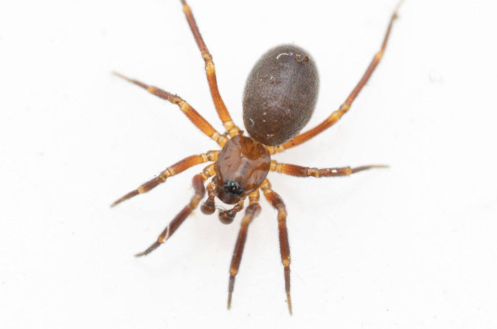 Agyneta_cauta-3.jpg