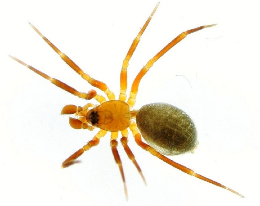 Agyneta_cauta-4.jpg