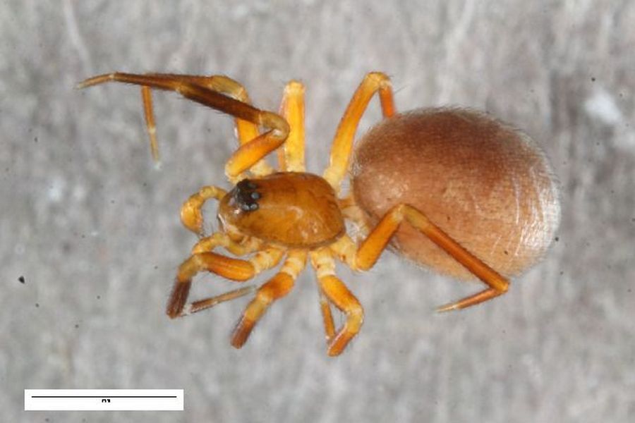 Agyneta_decora-1.jpg