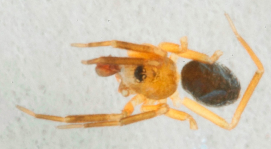 Agyneta_decora-2.jpg