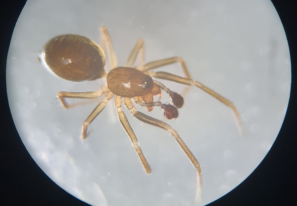 Agyneta_fuscipalpus-1.jpg
