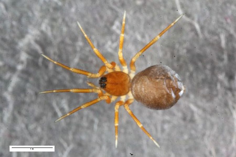 Agyneta_innotabilis-1.jpg