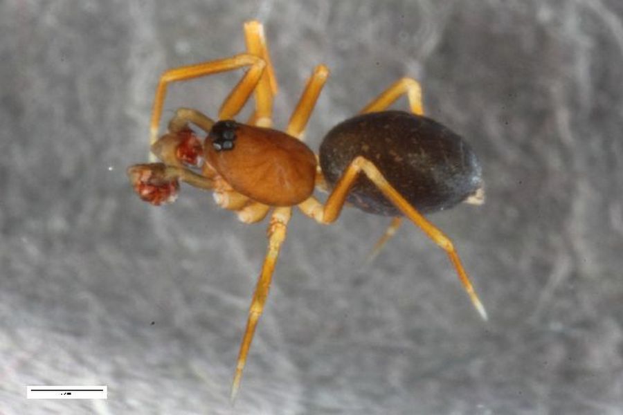 Agyneta_innotabilis-2.jpg