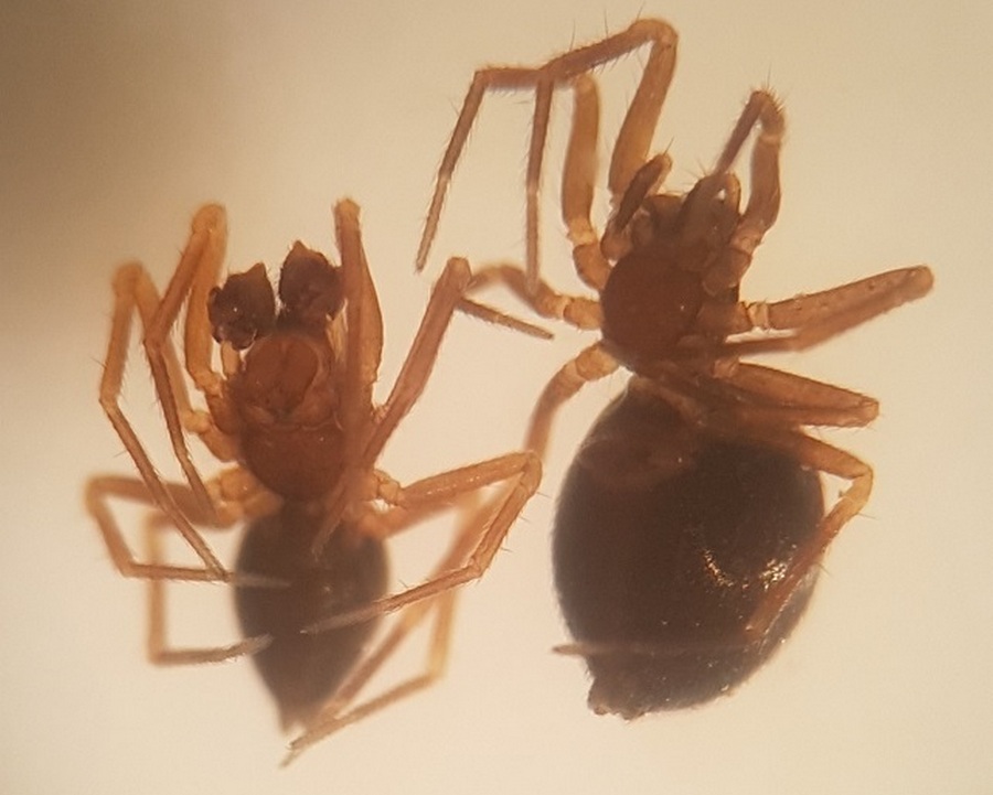 Agyneta_innotabilis-3.jpg