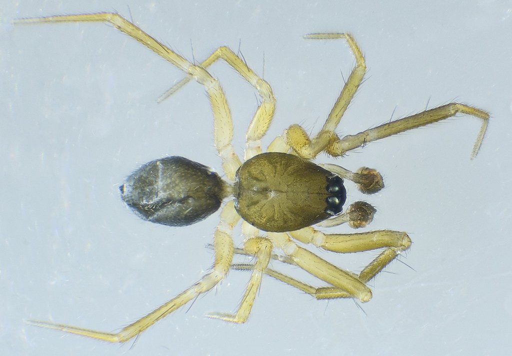 Agyneta_mollis-1.jpg