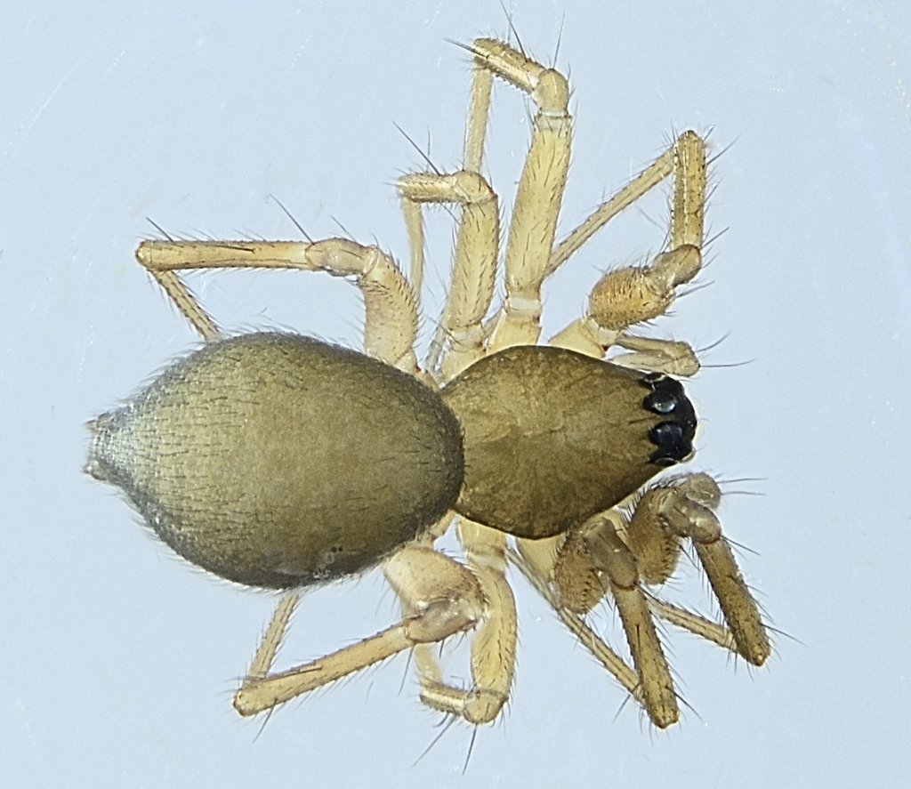 Agyneta_mollis-2.jpg
