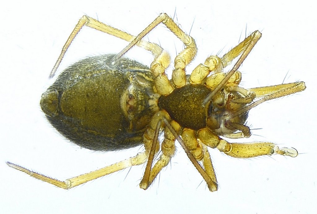 Agyneta_mollis-3.jpg