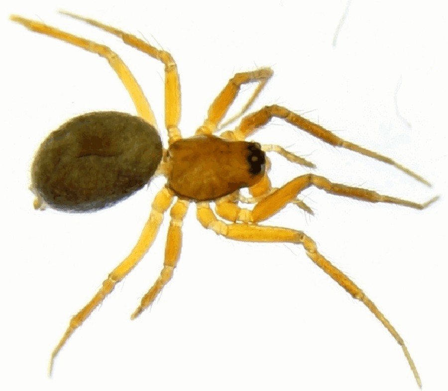 Agyneta_mossica-1.jpg