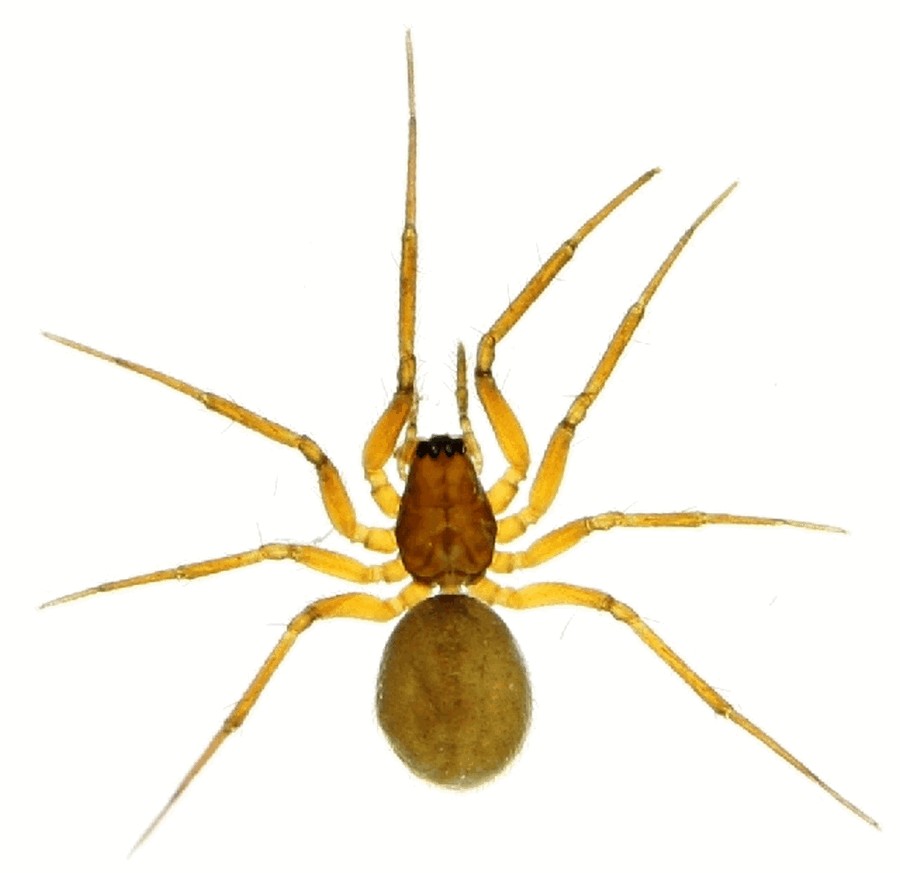 Agyneta_mossica-2.jpg
