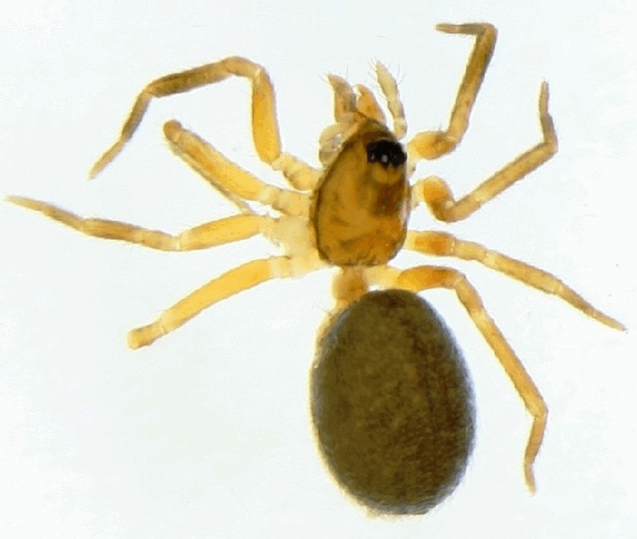Agyneta_ramosa-1.jpg