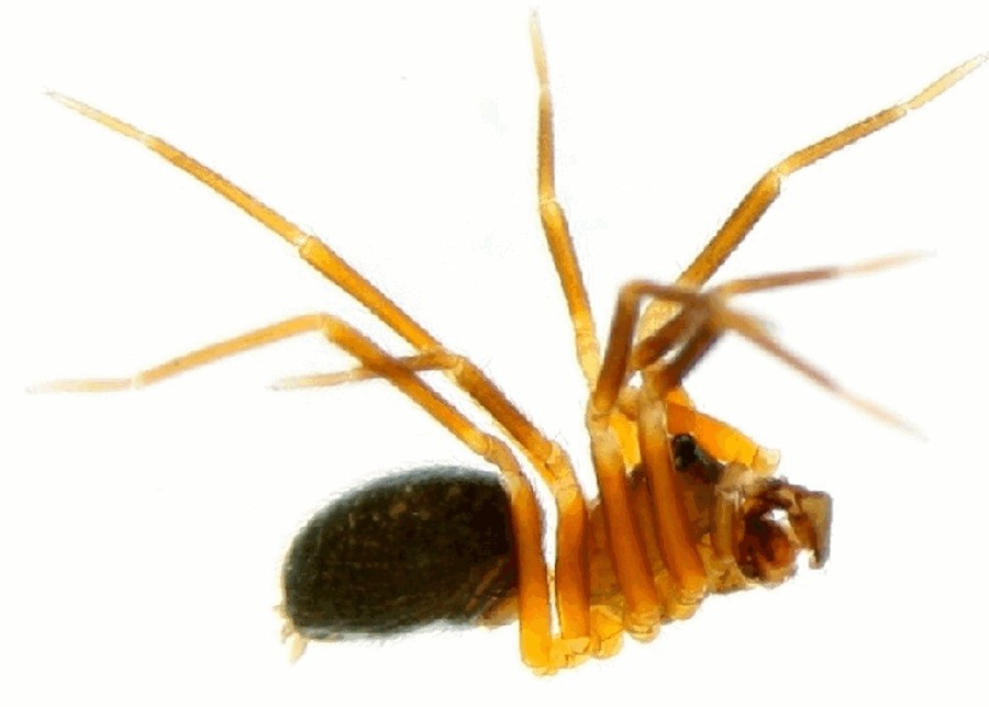 Agyneta_ramosa-2.jpg