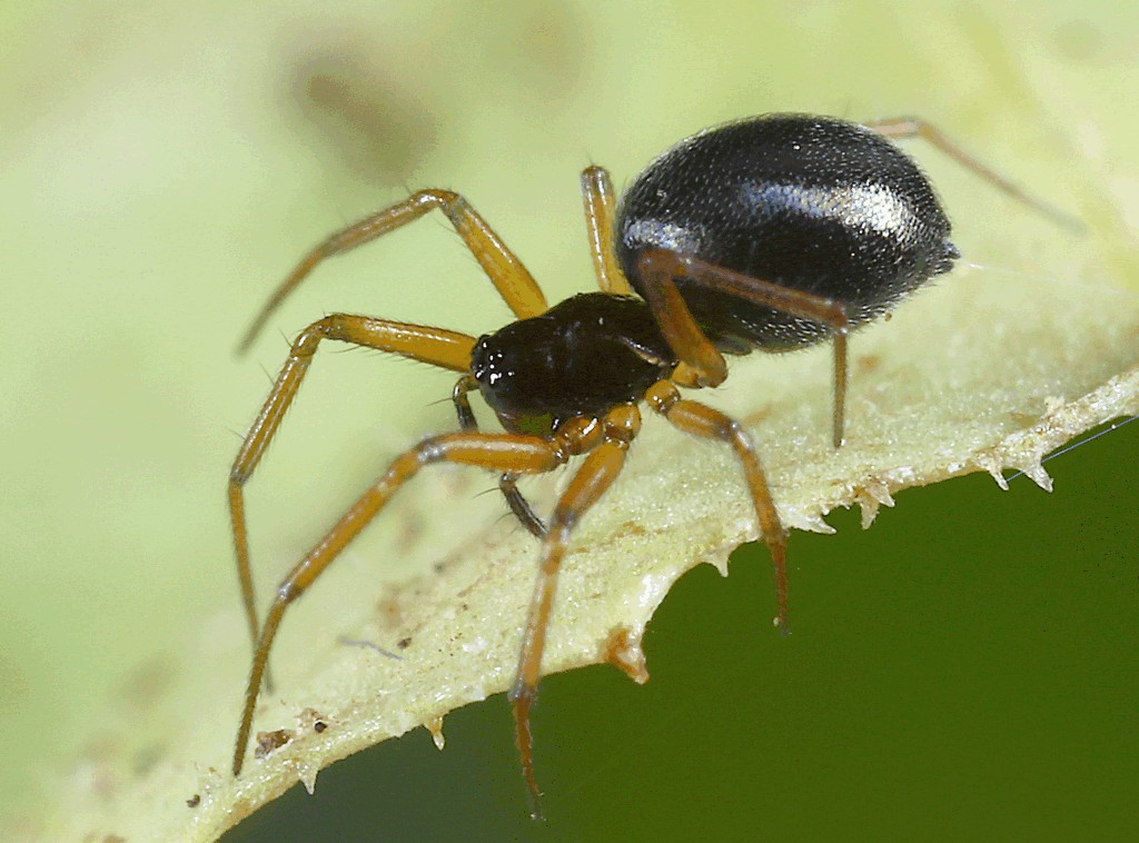 Agyneta_rurestris-1.jpg