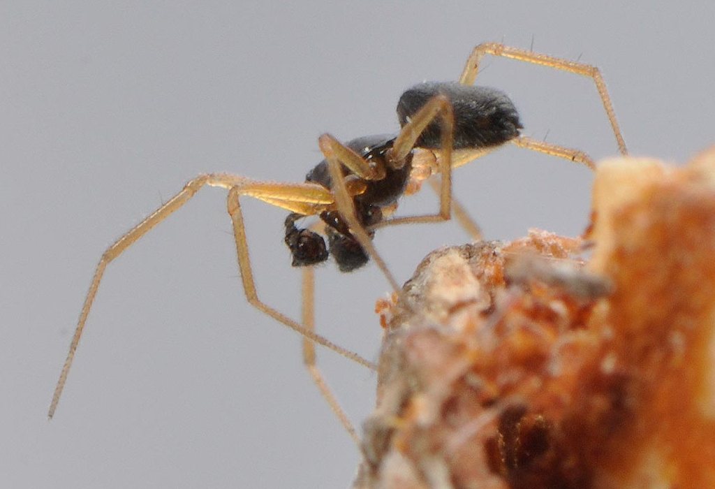 Agyneta_rurestris-2.jpg