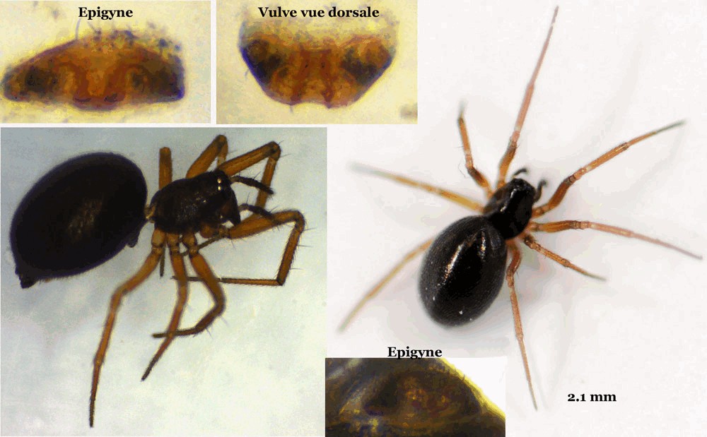 Agyneta_rurestris-3.jpg