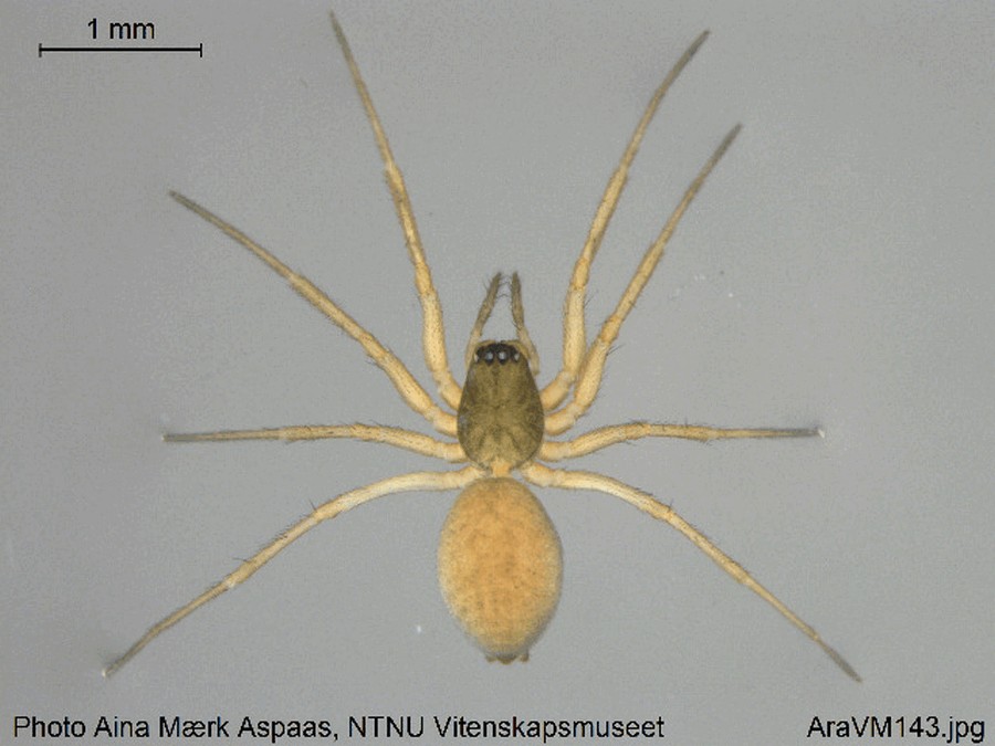 Agyneta_rurestris-5.jpg