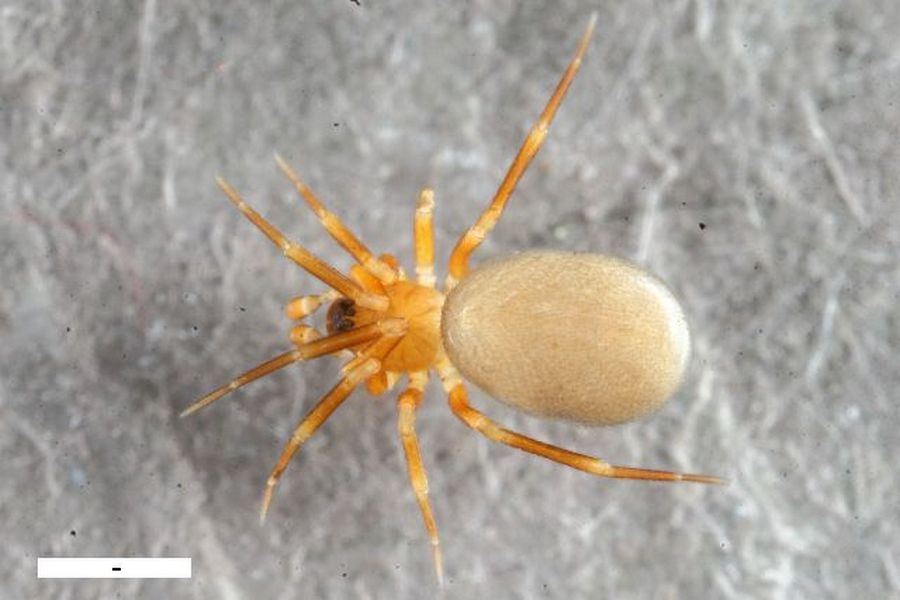 Agyneta_subtilis-0.jpg
