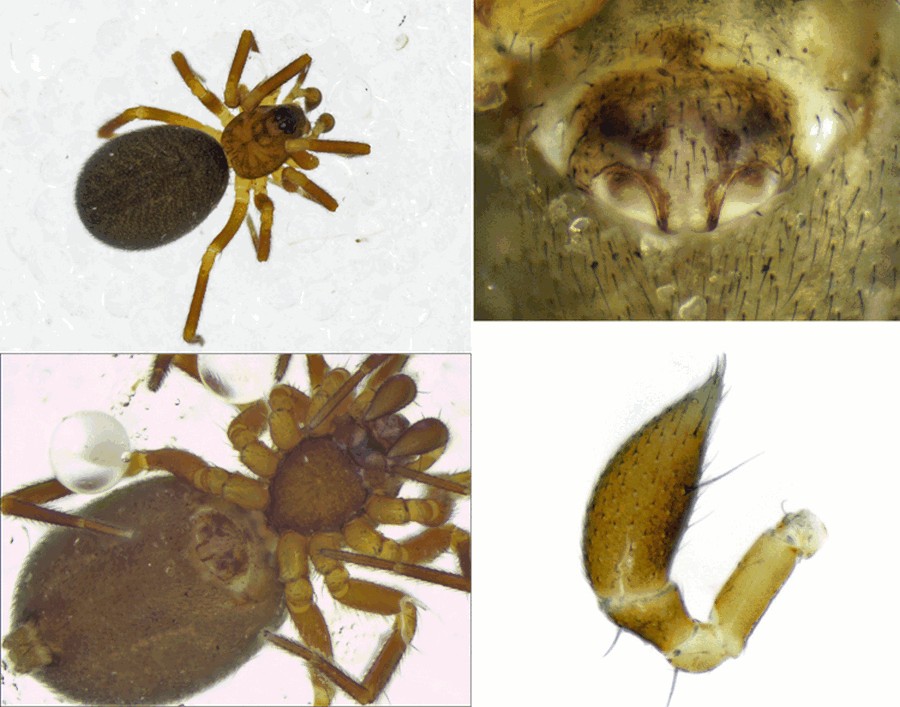 Agyneta_subtilis-1.jpg