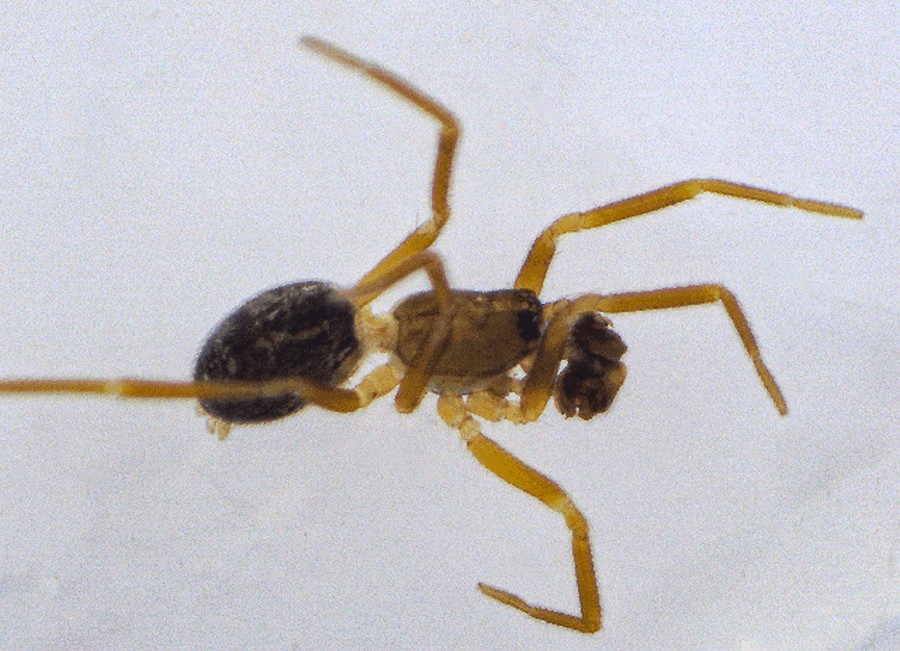 Agyneta_subtilis-2.jpg