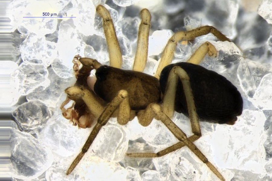 Agyneta_suecica-1.jpg