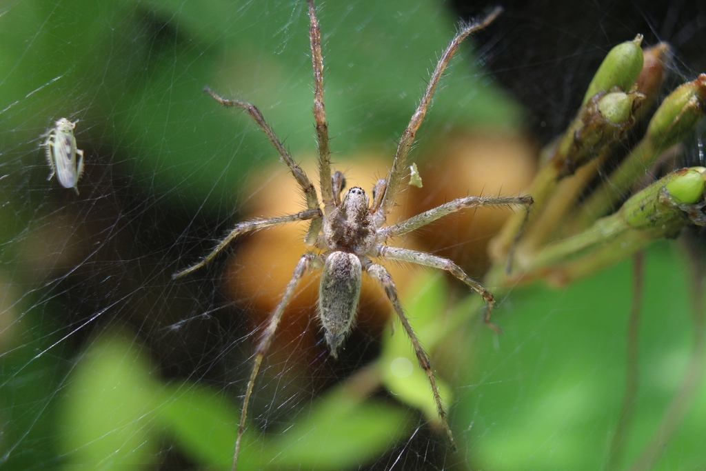 Allagelena_gracilens-01.jpg