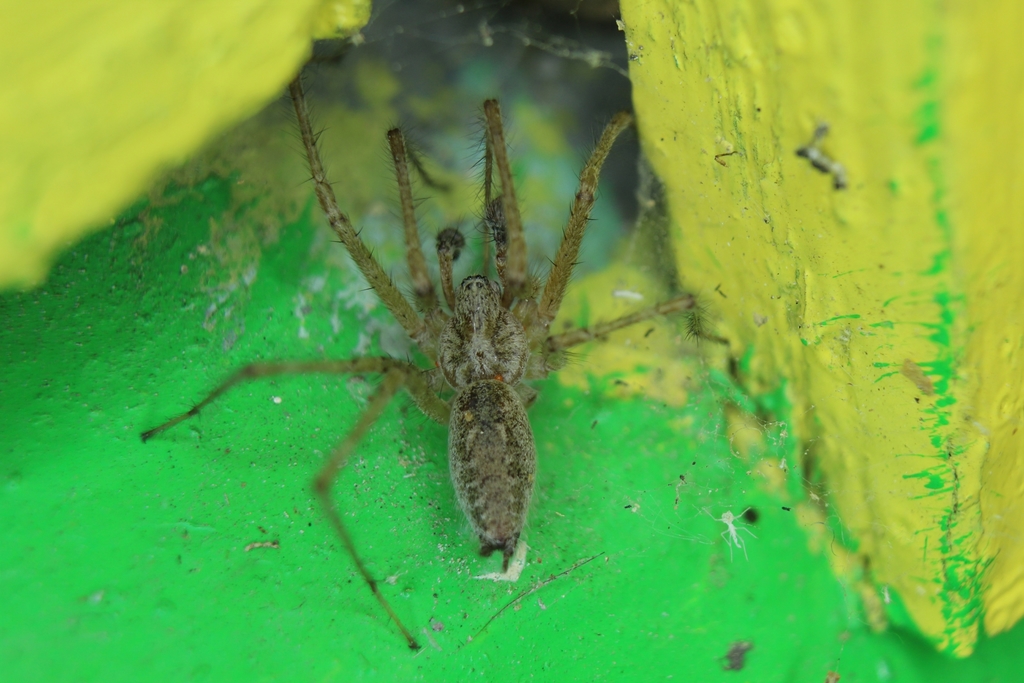 Allagelena_gracilens-02.jpg