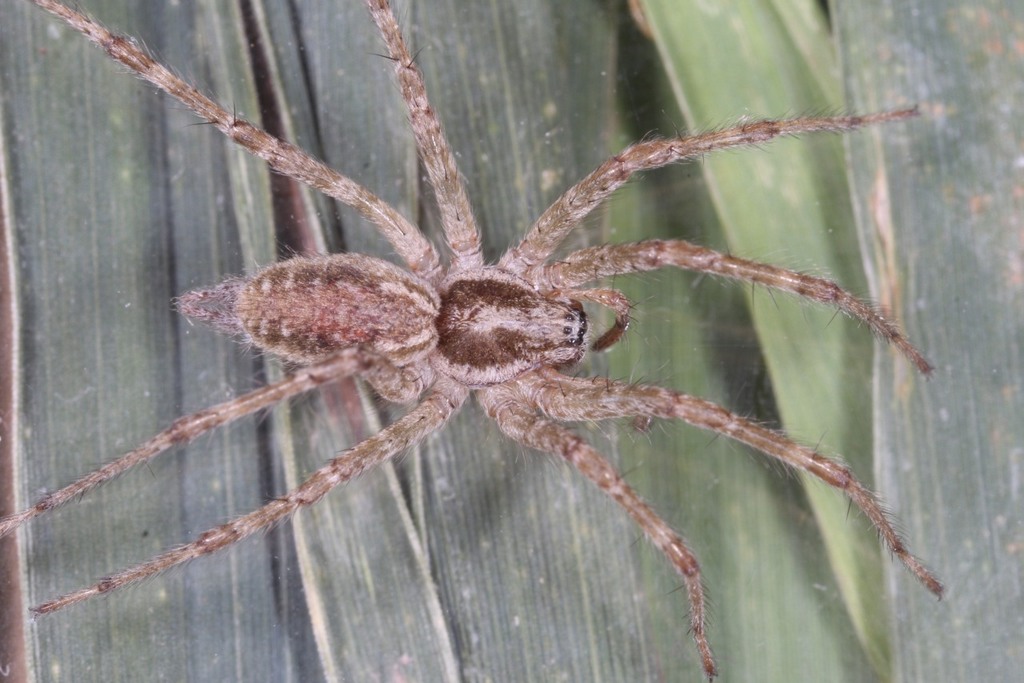 Allagelena_gracilens-04.jpg